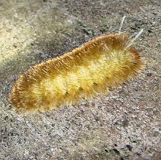 Unknown Caterpillar Mahogany Hammock Everglades 2-27-12_opt