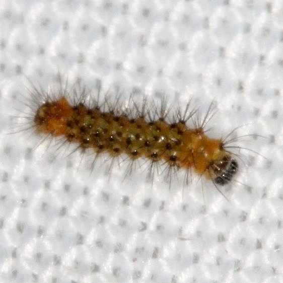 Unknown Caterpillar NABA Gardens Texas 11-3-13_opt