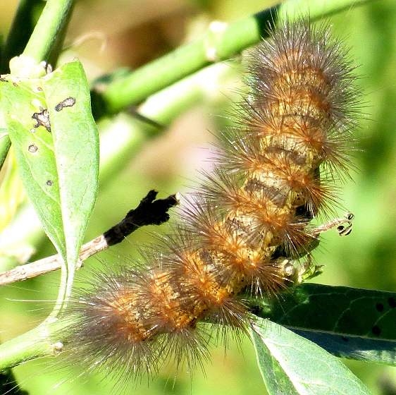 Unknown Caterpillar National Butterfly Gardens 11-2-13_opt