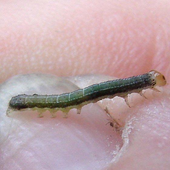 Unknown Caterpillar Paul Knopp's prop 7-16-14 (3)_opt