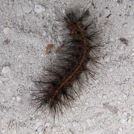 Unknown Caterpillar San Felesco St Pk 3-21-12_opt