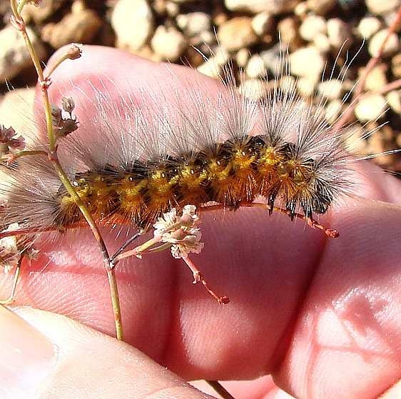Unknown Caterpillar Schulz Pass Road Falstaff Az 9-13-12_opt