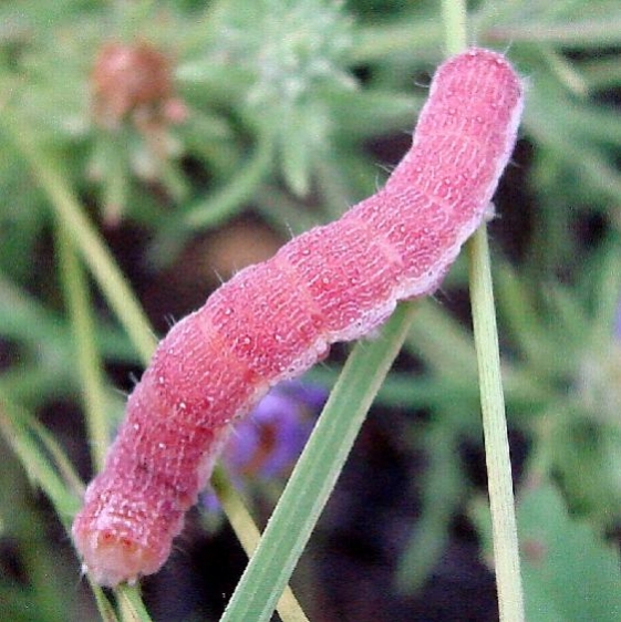 Unknown Caterpillar Sierra Vista Az 9-6-12_opt