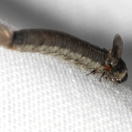 Unknown Caterpillar Thunder Lake UP Mich 6-26-12_opt