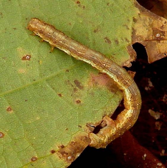 Unknown Caterpillar Twin Falls Munising Mich 10-1-14 (5)_opt