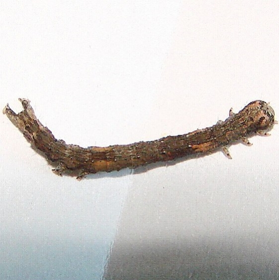 Unknown Caterpillar Yard 8-22-12_opt