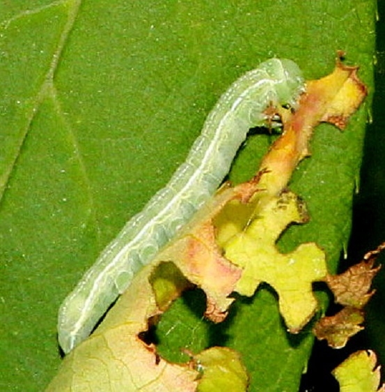 Unknown Caterpillar on Cherry Pictured Rocks UP Mich 6-25-15