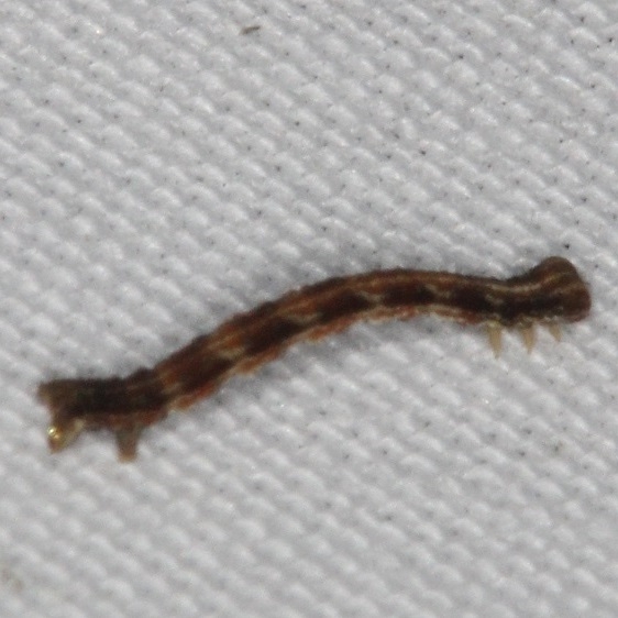 Unknown Caterpillar yard 6-10-16