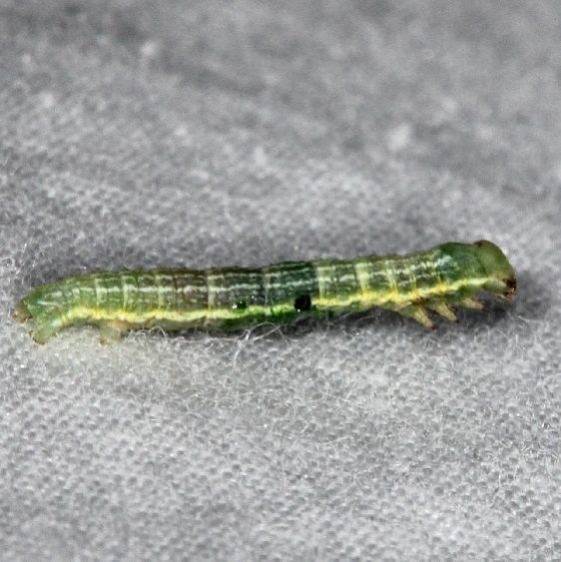 Unknown Caterpillar yard 7-5-14 (4)_opt
