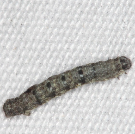 Unknown Caterpillar yard 8-15-16 (12)