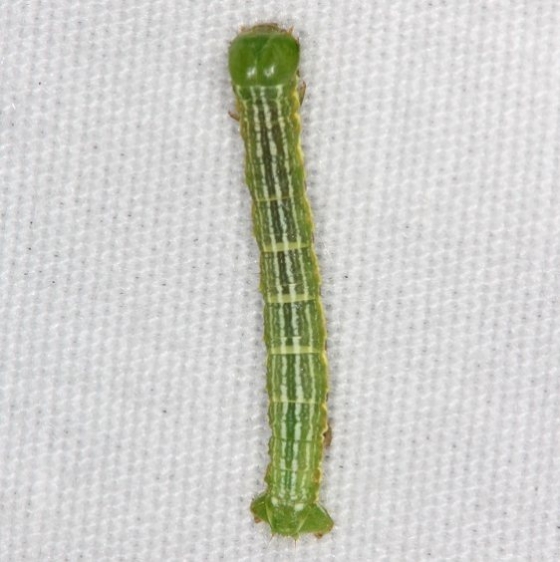Unknown Caterpillar yard 8-22-14 (17)_opt