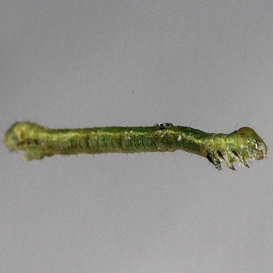 Unknown Caterpillar yard 8-26-16
