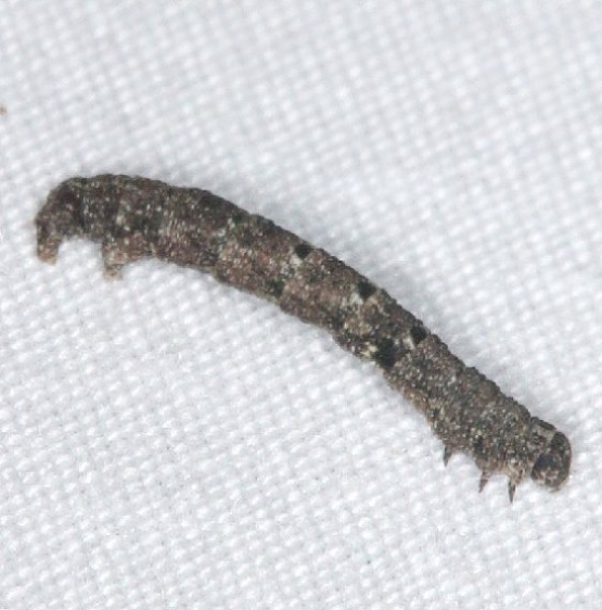 Unknown Caterpillar yard 8-30-14 (3)_opt