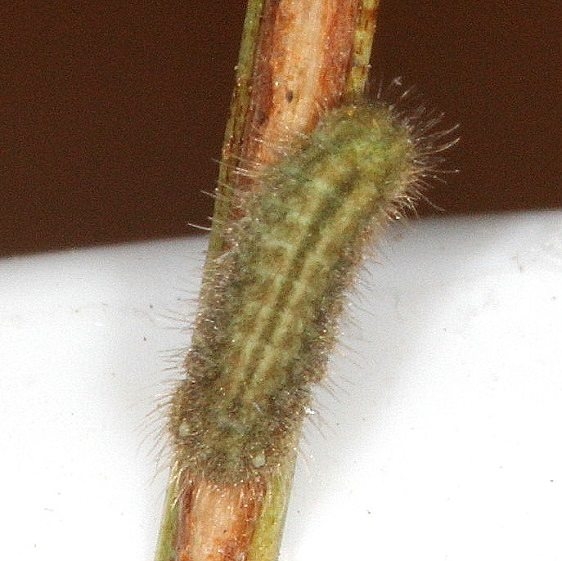 Unknown Caterpillar yard 9-16-14 (7)_opt