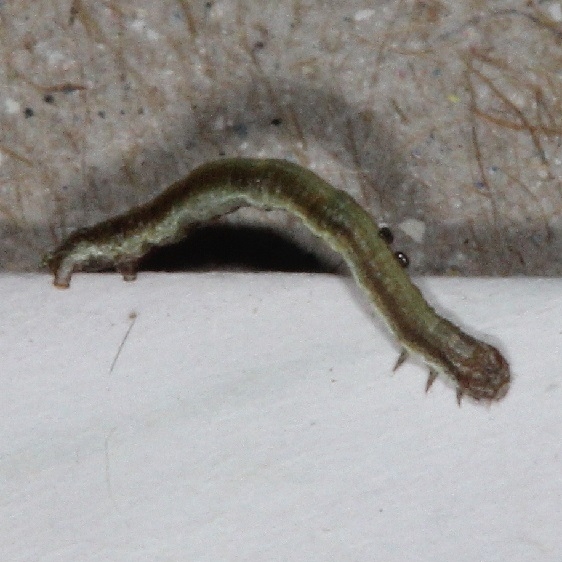Unknown Caterpillar yard 9-18-15