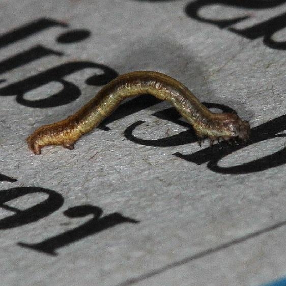 Unknown Caterpillar yard 9-19-14 (1)_opt