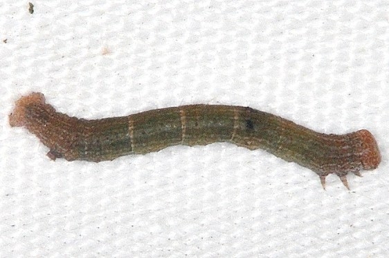 Unknown Caterpillar yard 9-20-16 (6)_opt