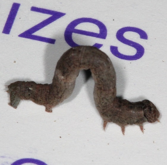 Unknown Caterpillar yard 9-22-15