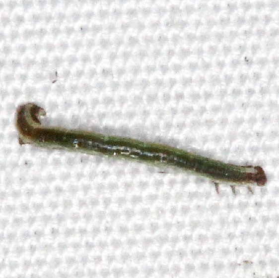 Unknown Caterpillar yard 9-6-15