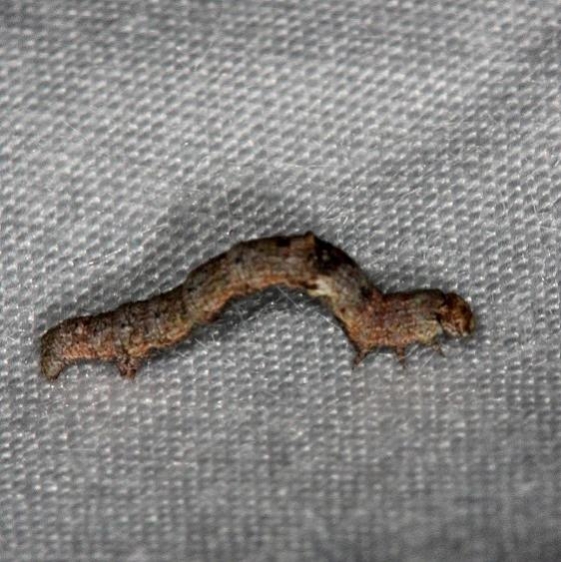 Unknown Caterpiller Highland Hammock St Pk 3-6-14 (6)_opt