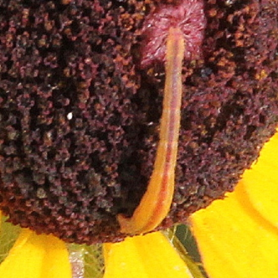 Unknown Caterpillar Kankakee Sands Ind 7-9-16
