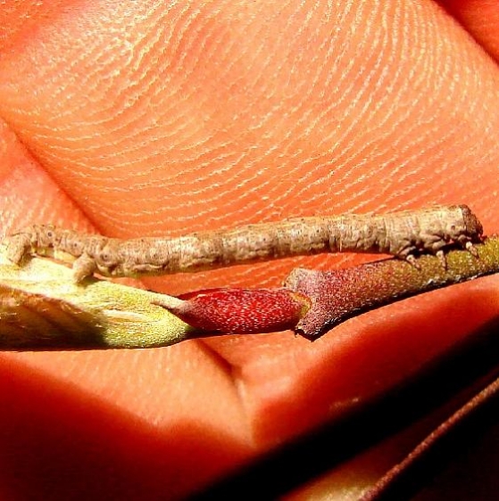 Unknown Caterpillar Medina Co Ohio 4-6-12_opt