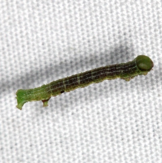 Unknown caterpillar yard 9-8-15